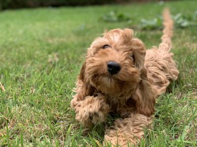 Cockapoo puppies in Wicklow