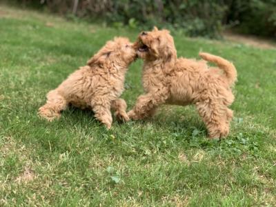 Cockapoo puppies in Wicklow