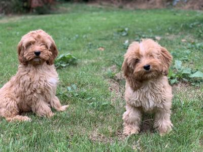 Cockapoo puppies in Wicklow
