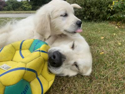 Stunning IKC Registered (Pending) Golden Retriever puppies in Wexford