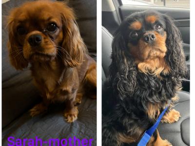 IKC registered Cavalier King Charles Spaniel puppies