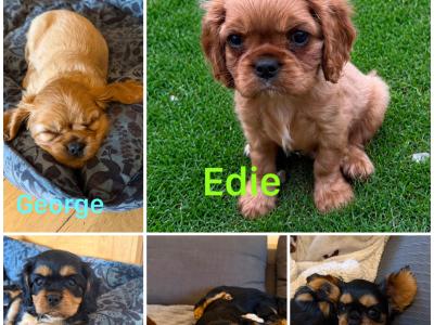 IKC registered Cavalier King Charles Spaniel puppies
