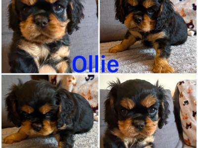 IKC registered Cavalier King Charles Spaniel puppies