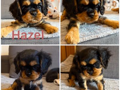 IKC registered Cavalier King Charles Spaniel puppies