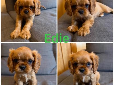 IKC registered Cavalier King Charles Spaniel puppies