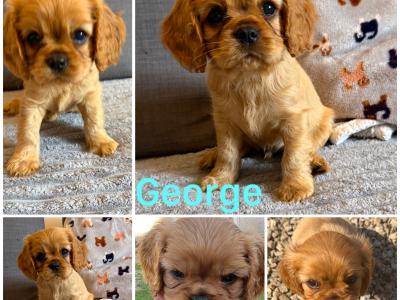IKC registered Cavalier King Charles Spaniel puppies