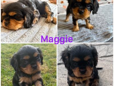 IKC registered Cavalier King Charles Spaniel puppies