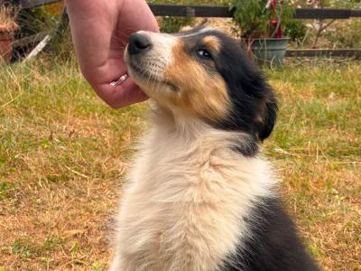 Beautiful Rough Collies pure Bred