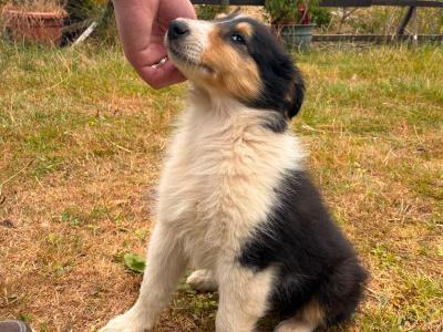 Beautiful Purebred Rough Collie puppies in Westmeath