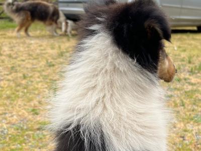 Beautiful Rough Collies pure Bred