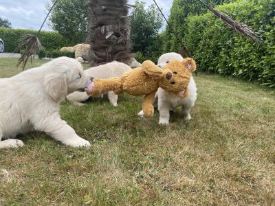 Stunning IKC Registered (Pending) Golden Retriever puppies in Wexford