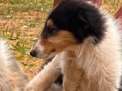Beautiful Rough Collies pure Bred