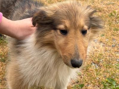 Beautiful Rough Collies pure Bred