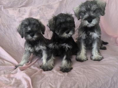 Miniature Schnauzers in Wexford