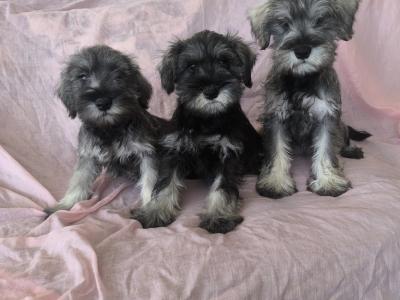 Miniature Schnauzers in Wexford