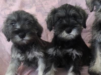 Miniature Schnauzers in Wexford