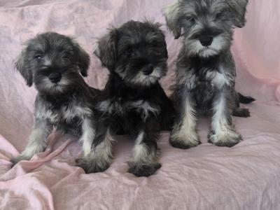 Miniature Schnauzers in Wexford
