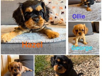 IKC registered Cavalier King Charles Spaniel puppies