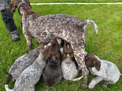Pedigree Short Haired German Pointer puppies in Roscommon - IKC Pending