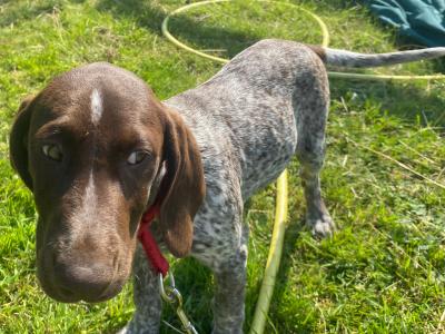 Pedigree Short Haired German Pointer Puppies Roscommon- IKC Registered