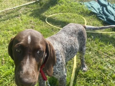 Pedigree Short Haired German Pointer puppies in Roscommon - IKC Pending