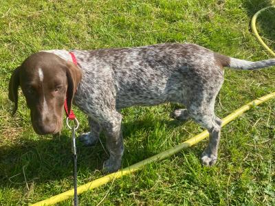 Pedigree Short Haired German Pointer Puppies Roscommon- IKC Registered