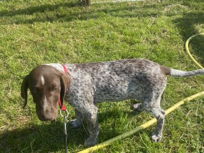 Pedigree Short Haired German Pointer puppies in Roscommon - IKC Pending