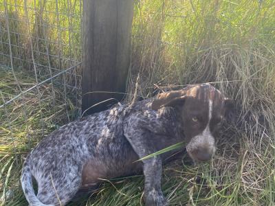 Pedigree Short Haired German Pointer puppies in Roscommon - IKC Pending