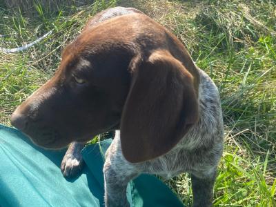 Pedigree Short Haired German Pointer puppies in Roscommon - IKC Pending