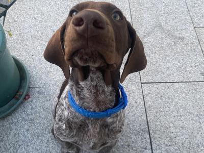 Pedigree Short Haired German Pointer puppies in Roscommon - IKC Pending