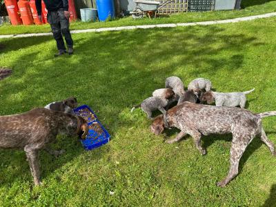 Pedigree Short Haired German Pointer puppies in Roscommon - IKC Pending