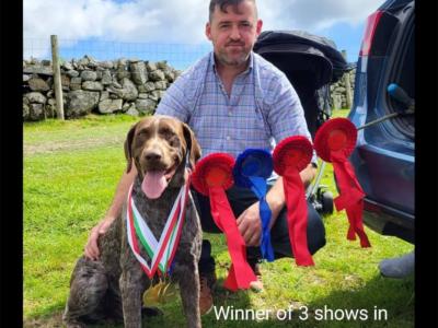 Pedigree Short Haired German Pointer puppies in Roscommon - IKC Pending