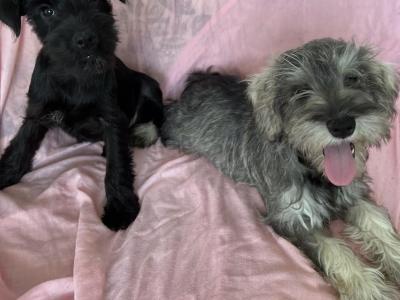 Miniature Schnauzers in Wexford