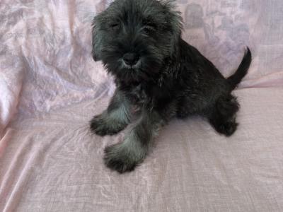Miniature Schnauzers in Wexford