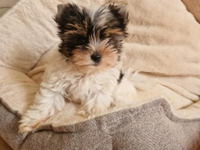 Biewer  Boy with a pedigree