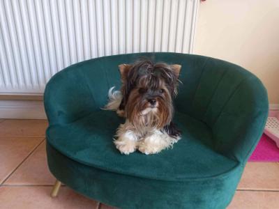 Biewer  Boy with a pedigree