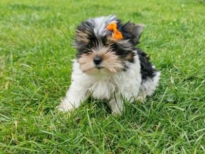 Biewer  Boy with a pedigree