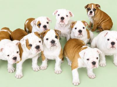 English Bulldog puppies in Tyrone