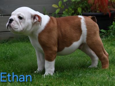 English Bulldog puppies in Tyrone