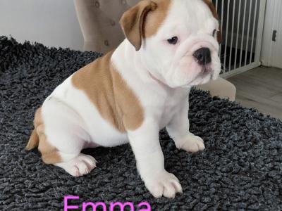 English Bulldog puppies in Tyrone
