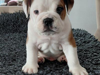 English Bulldog puppies in Tyrone