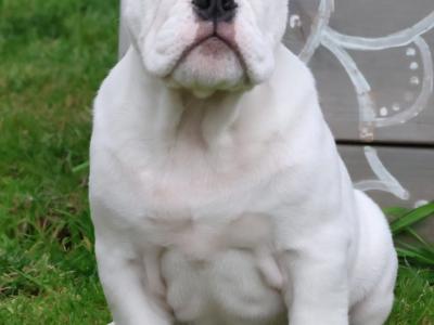 English Bulldog puppies in Tyrone