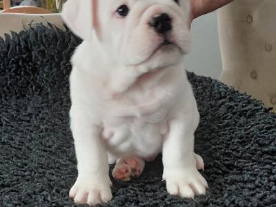English Bulldog puppies in Tyrone