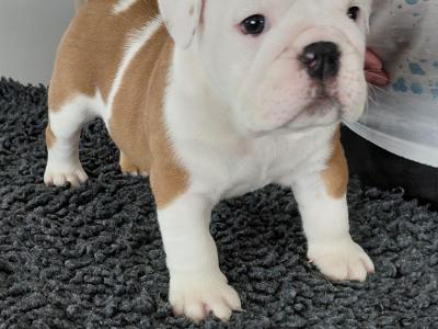 English Bulldog puppies in Tyrone