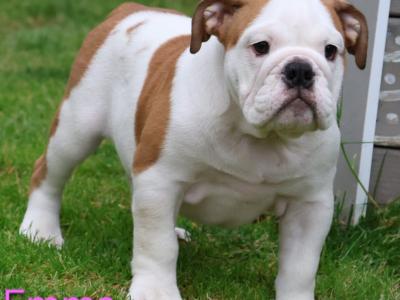 English Bulldog puppies in Tyrone