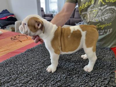 English Bulldog puppies in Tyrone
