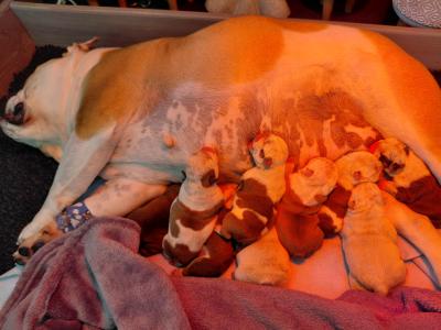 English Bulldog puppies in Tyrone