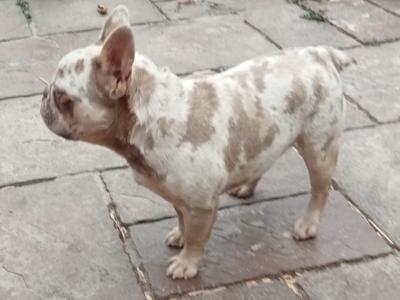 Female French Bulldog in Meath
