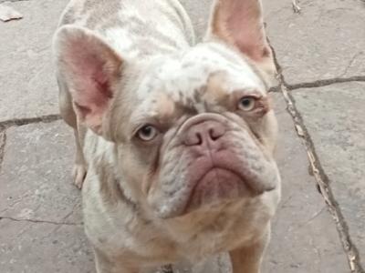 Female French Bulldog in Meath