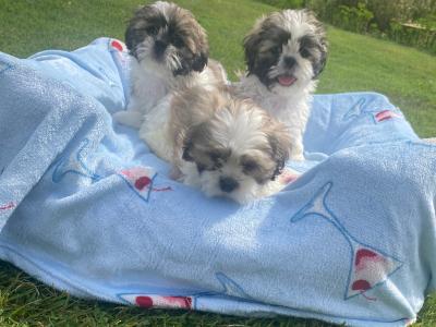 Purebred Shih Tzu 🩷💙 puppies in Meath
